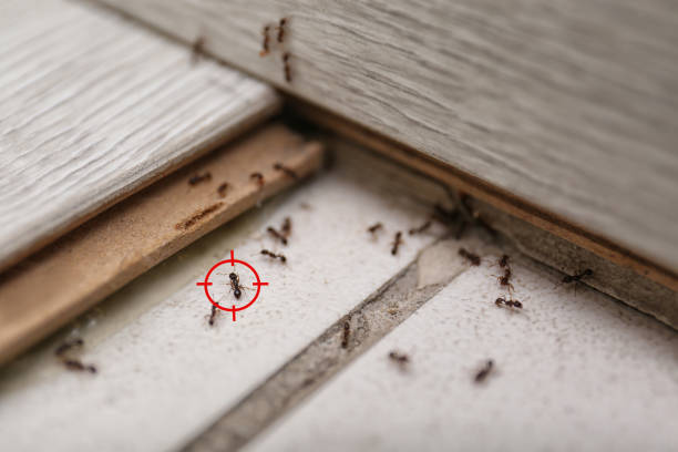 Best Pest Control for Homes  in Lake Goodwin, WA