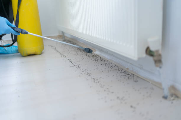 Best Affordable Pest Control Services  in Lake Goodwin, WA