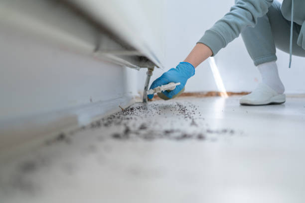 Best Ant Control Services  in Lake Goodwin, WA